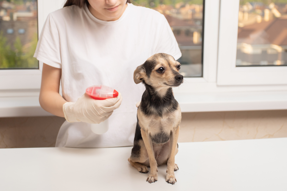 Como tirar pulga em cachorro filhote?