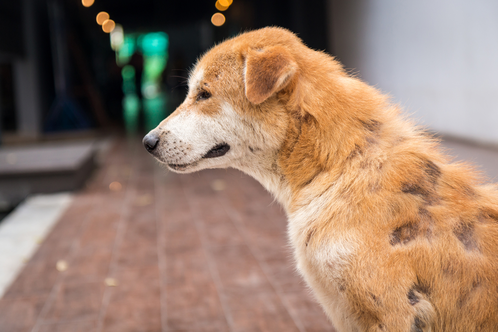 Sarna em cachorro: causas e tratamentos