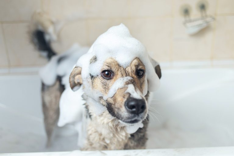 cachorro com Shampoo pet