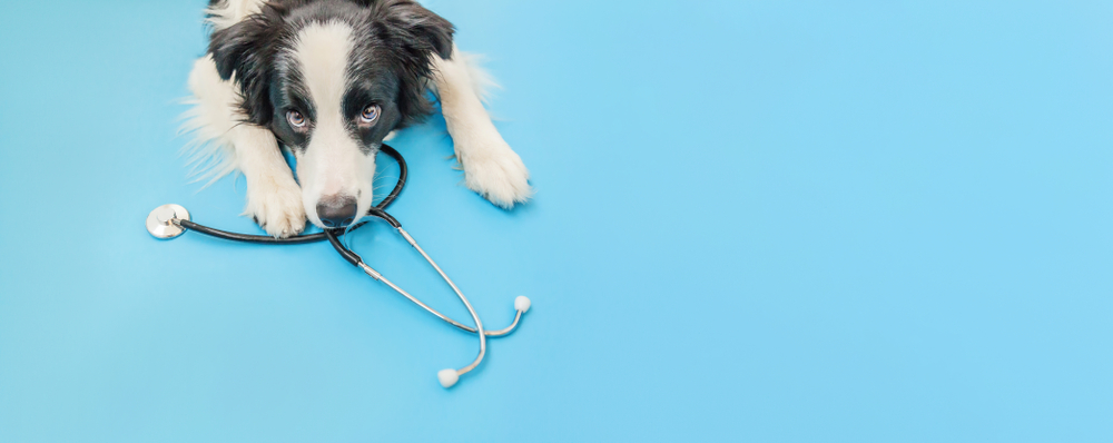 Verme de cachorro: tipos, sintomas e tratamentos