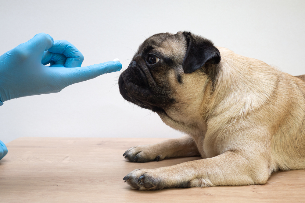 Prevenção de sarna em cachorro: como evitar a doença?