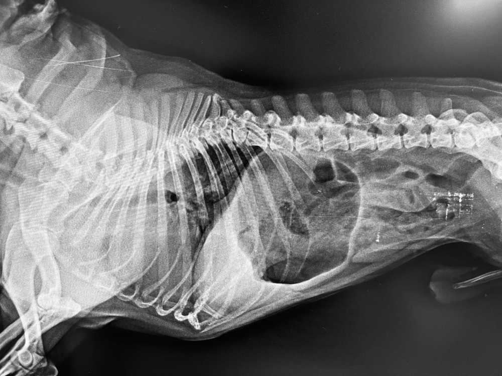 Gastroenterite Canina