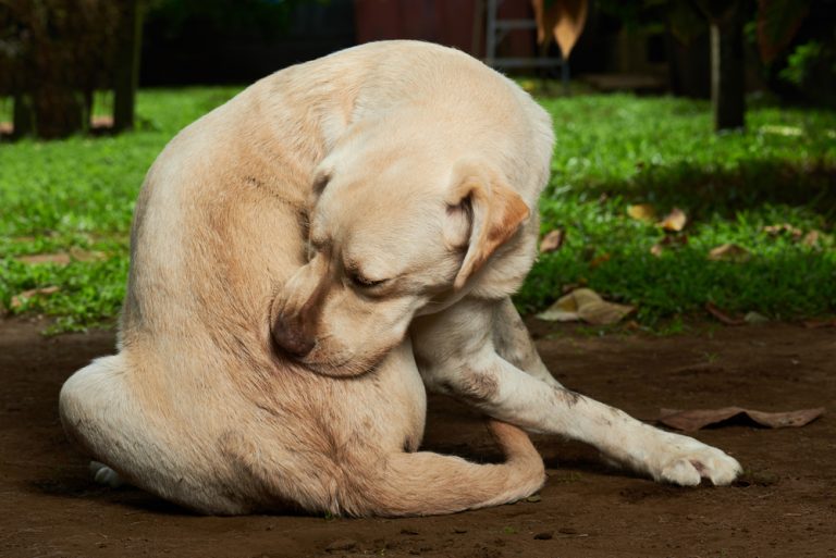 Cachorro utilizando a boca para coçar o corpo