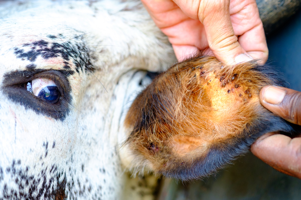 Babesiose Bovina