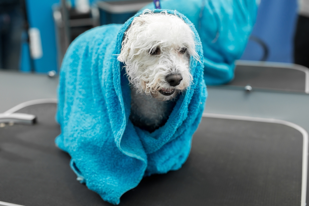 Posso dar banho em cachorro no frio?