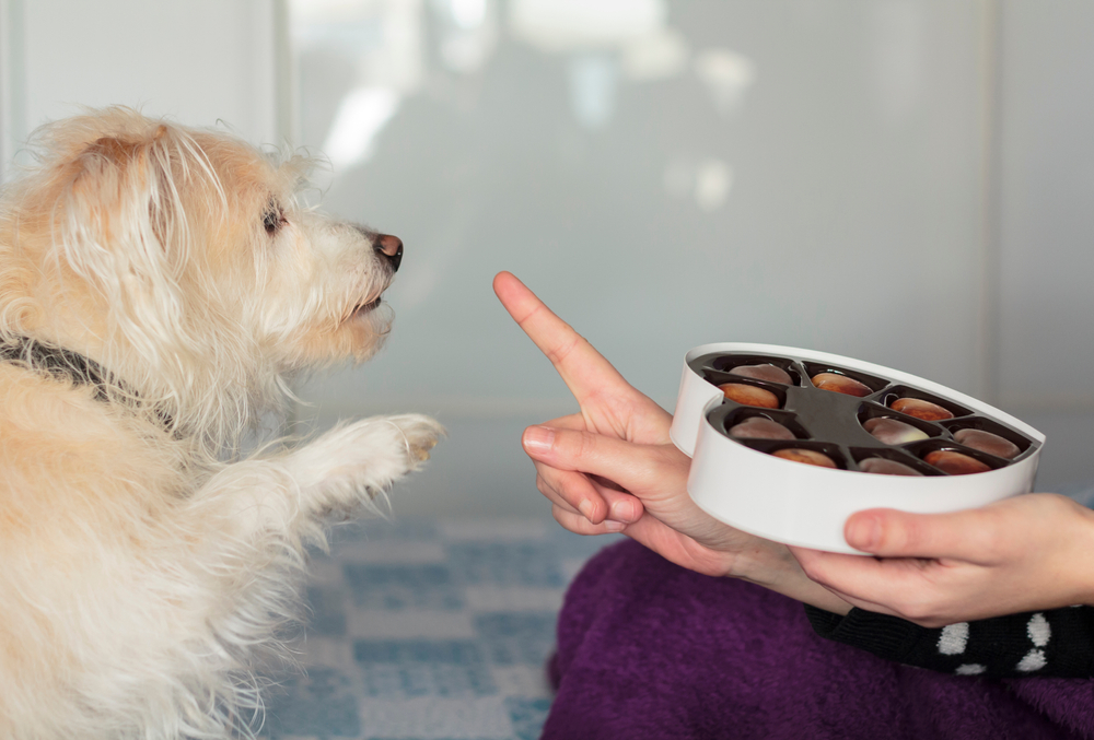 Chocolate para cachorro: pode ou não?