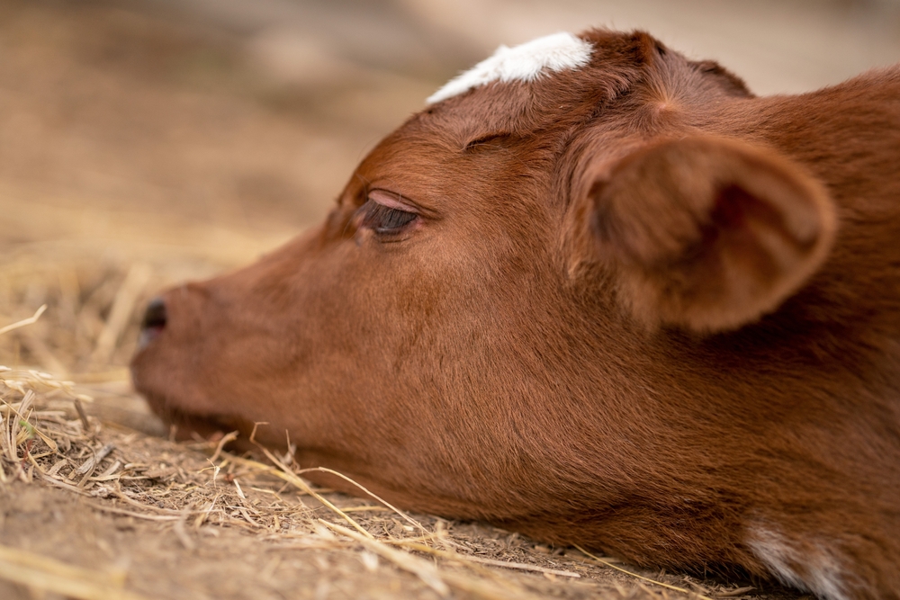 Como detectar a tristeza bovina?