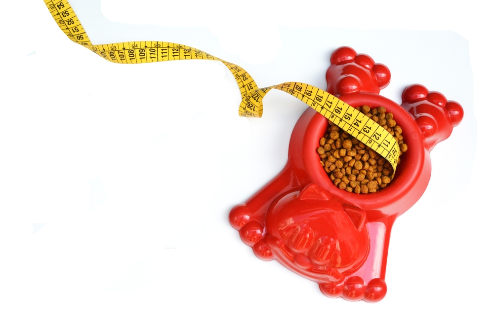 Riscos da obesidade em cães e gatos