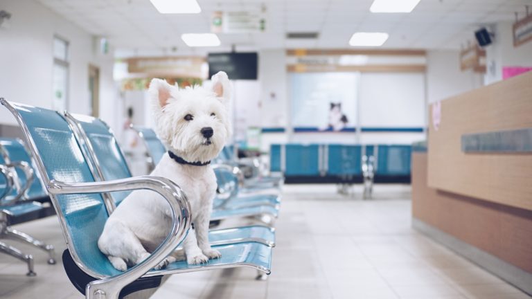Cachorro em clínica veterinária