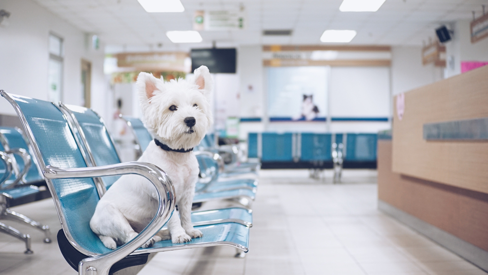 Desinfecção em clínica veterinária: guia completo