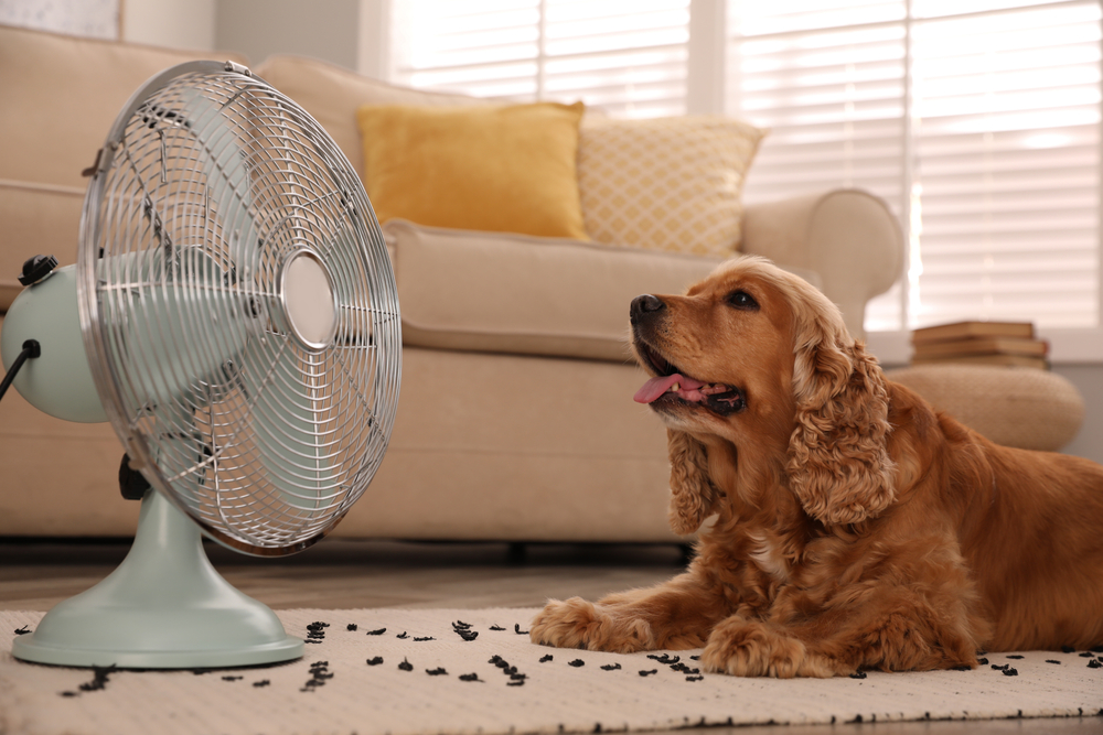 Doenças comuns em pets no verão