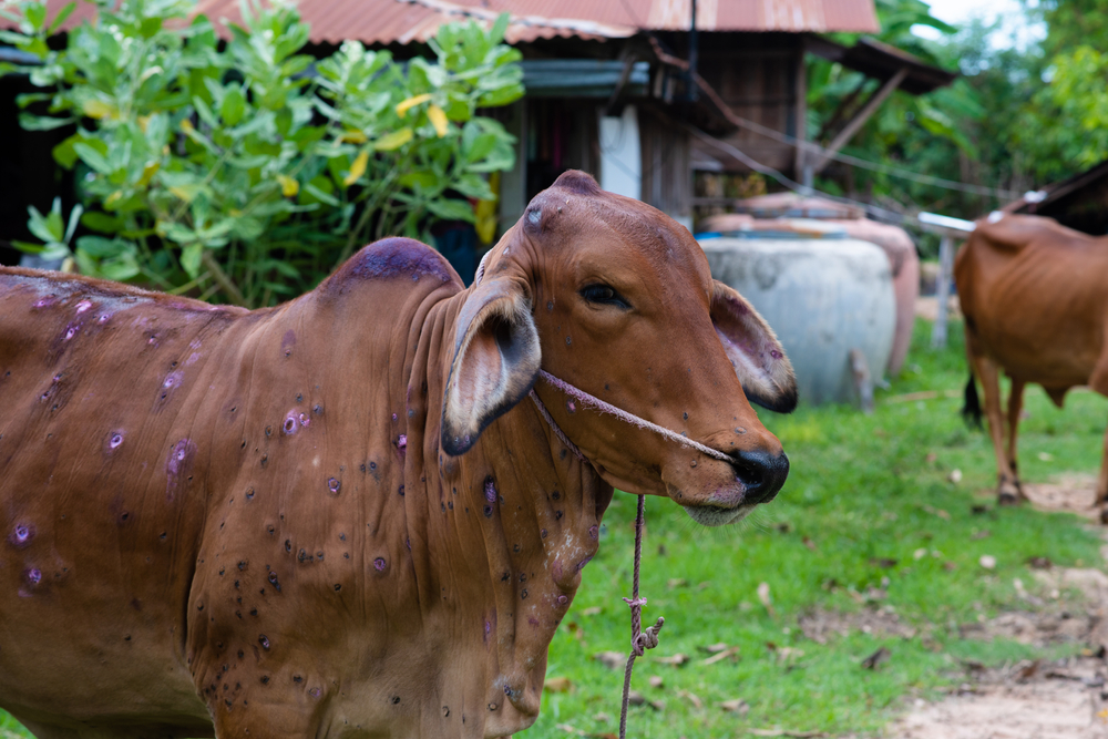 Dor em animais de produção: o que pode ser?