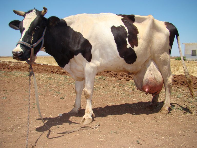 imagem de uma vaca com infecção
