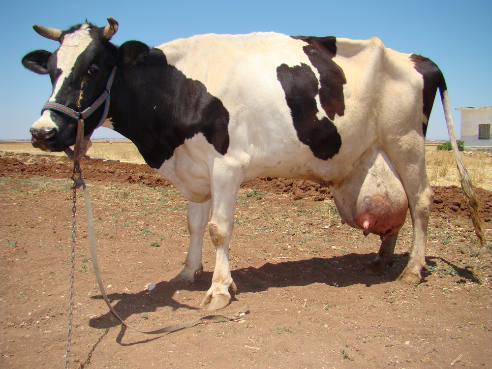 Infecções uterinas em vacas
