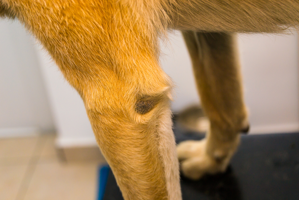 Piodermite em pets: sintomas, causas e tratamentos