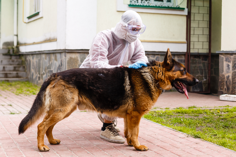 Pneumonia em cães: causas, sintomas e tratamentos
