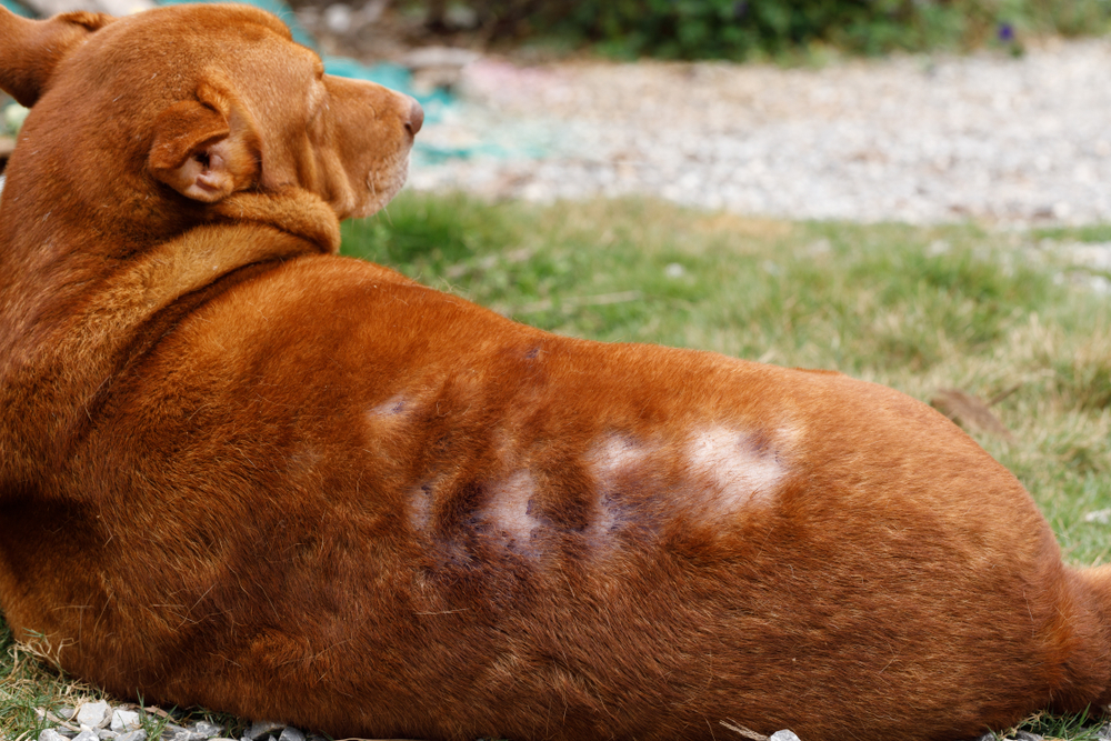 Doenças inflamatórias em cães
