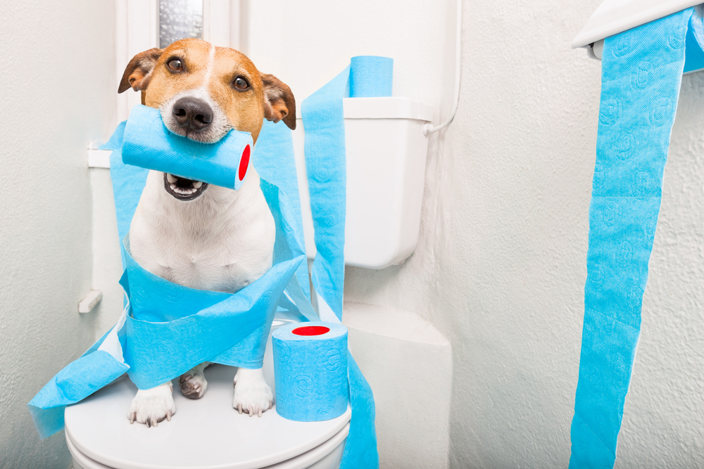 Tratamento para diarreias em cães