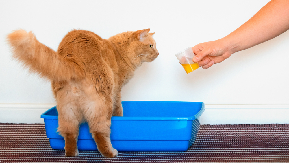 Cálculos urinários em gatos
