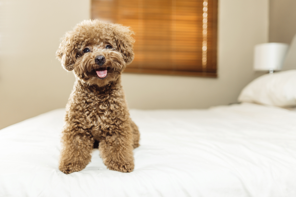 Cuidados com o Poodle
