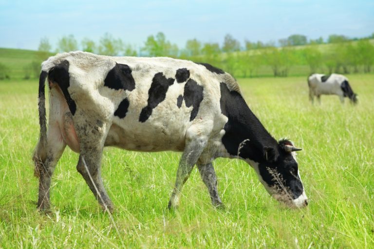 Vaca comendo pasto
