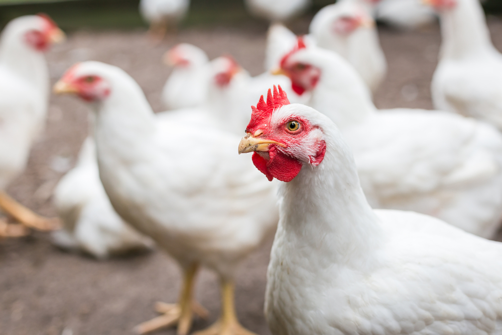 Como prevenir doenças respiratórias em aves de corte