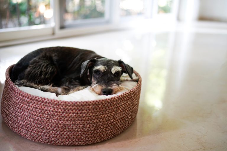 Cachorro dormindo em caminha