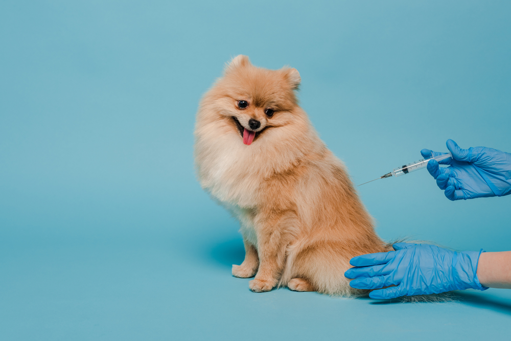 Calendário de vacinação do cachorro