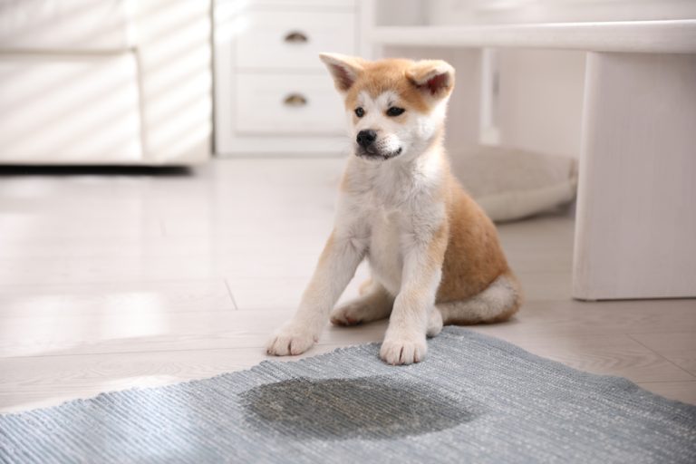 imagem de um cachorro que acabou de fazer xixi no lugar certo