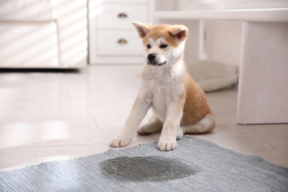 Dicas para ensinar o seu cachorro a fazer xixi no lugar certo