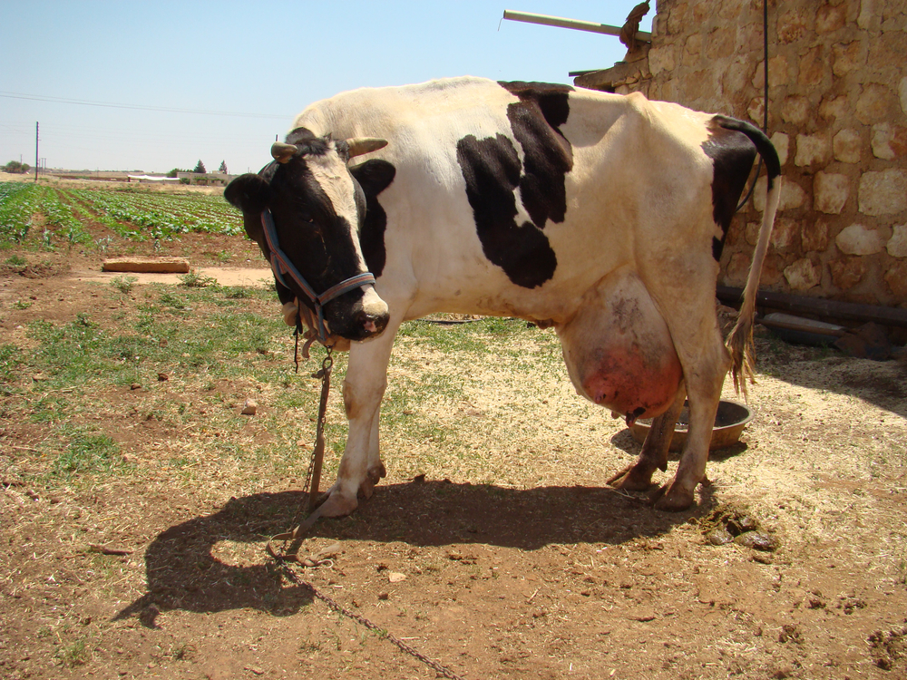 Edema de úbere em bovinos
