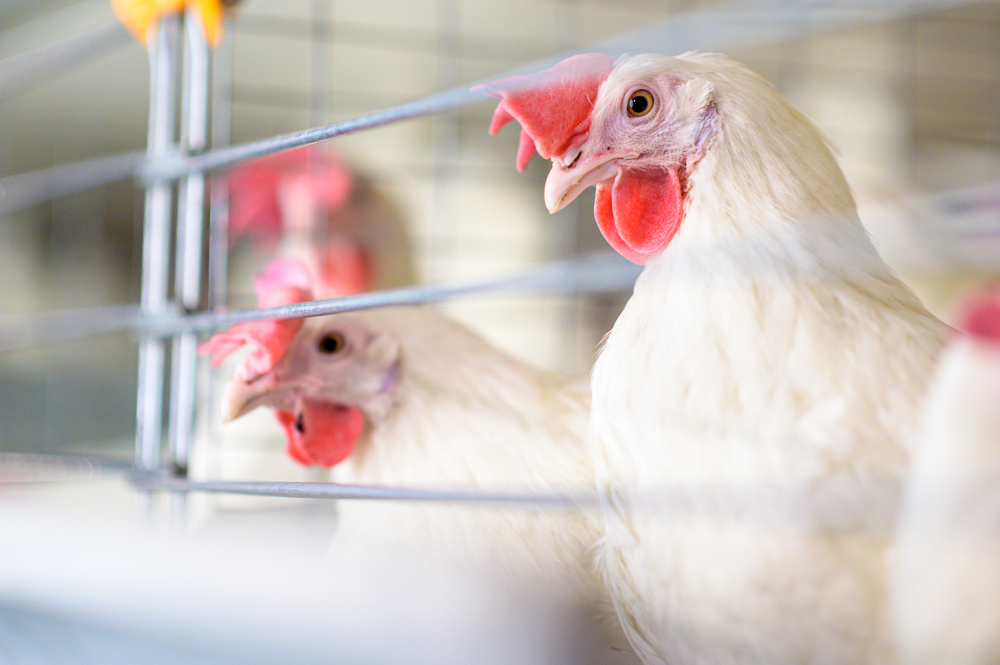 Gripe aviária: há risco para humanos?