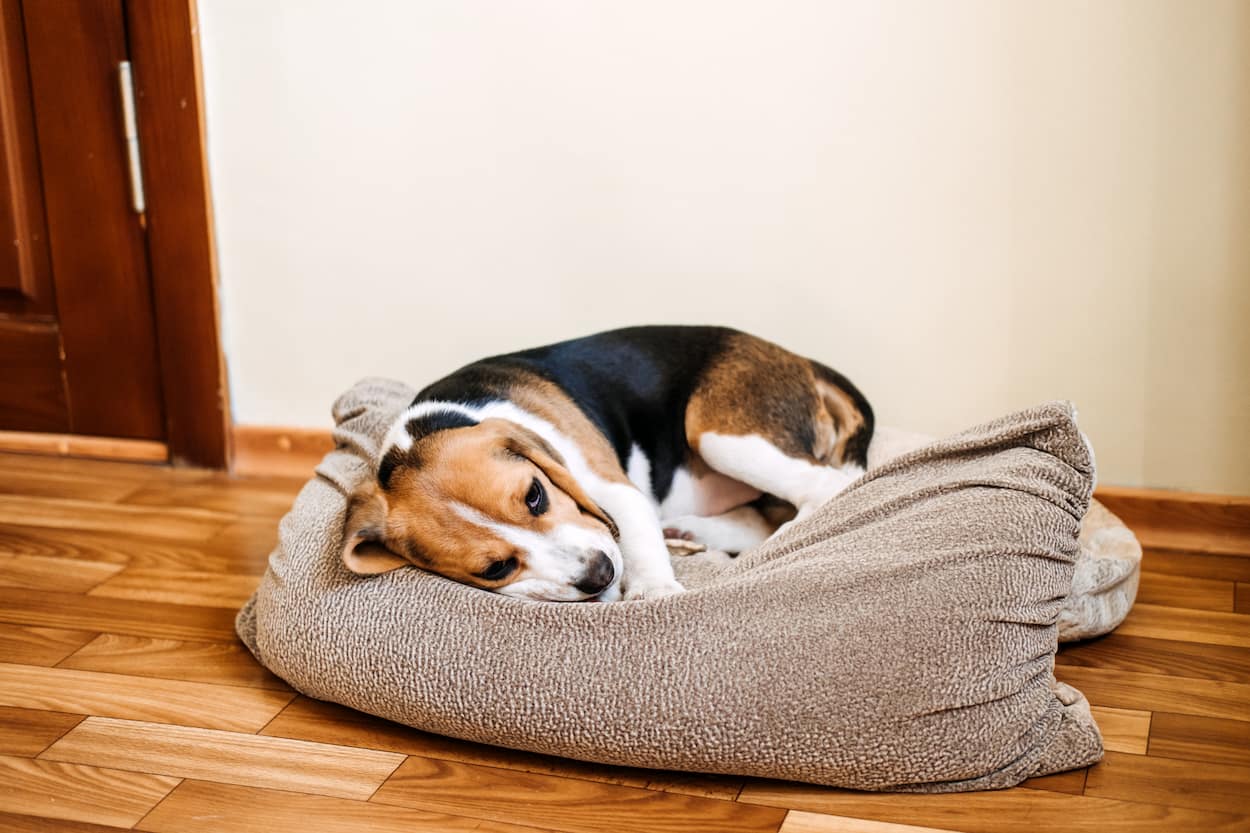 Diarreia nos cães: o que pode causar e como evitar?