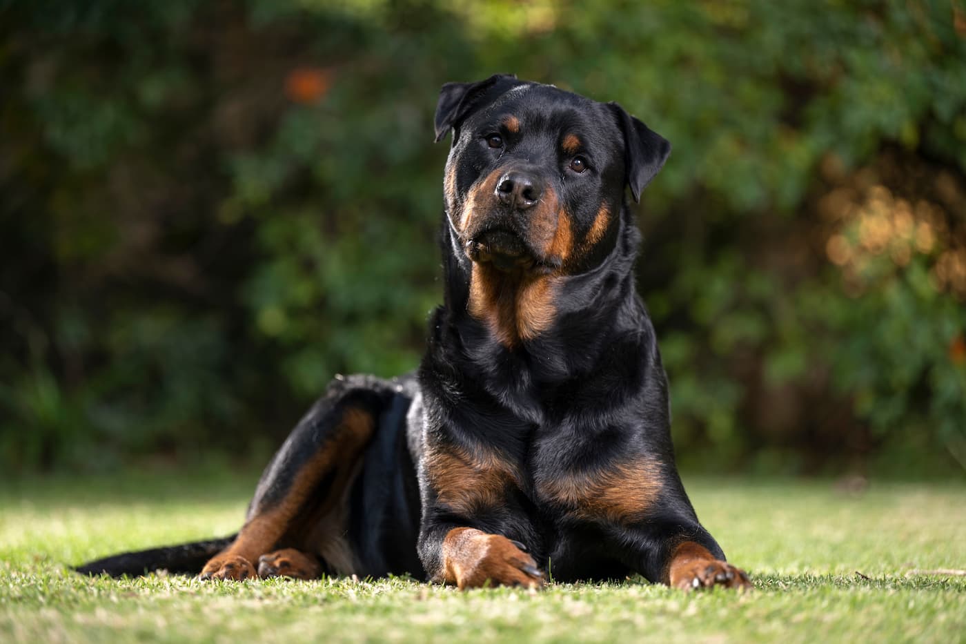 Doenças que acometem o rottweiler