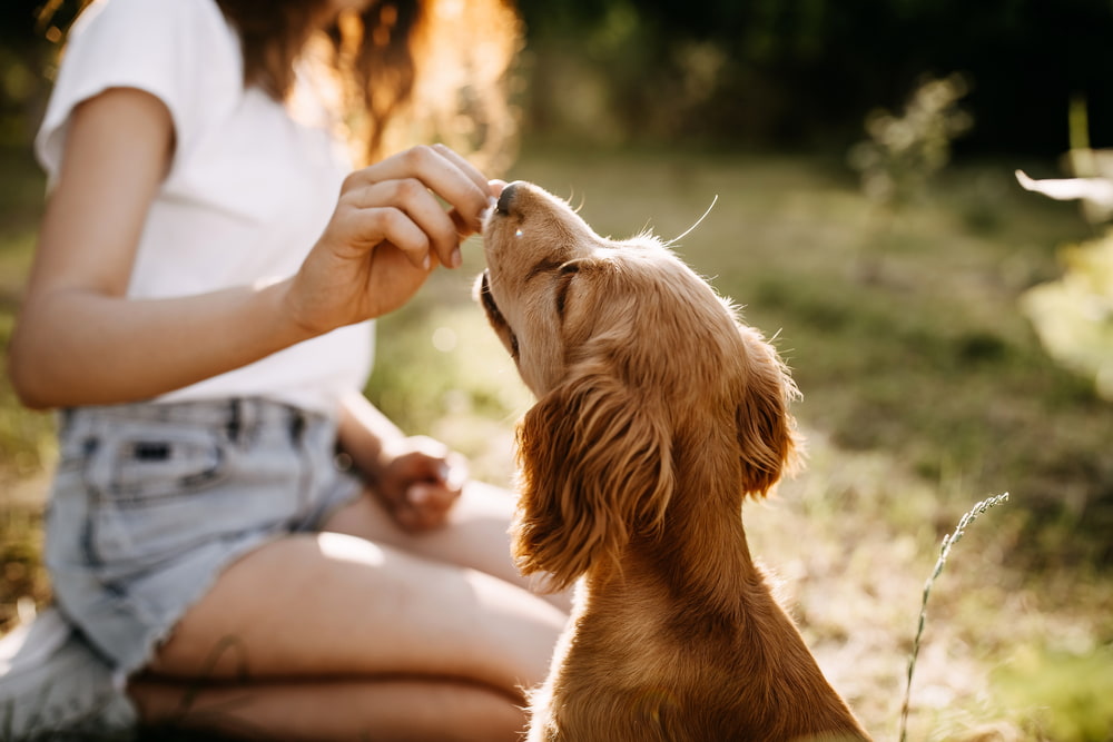 Quando é indicado o adestramento de cães