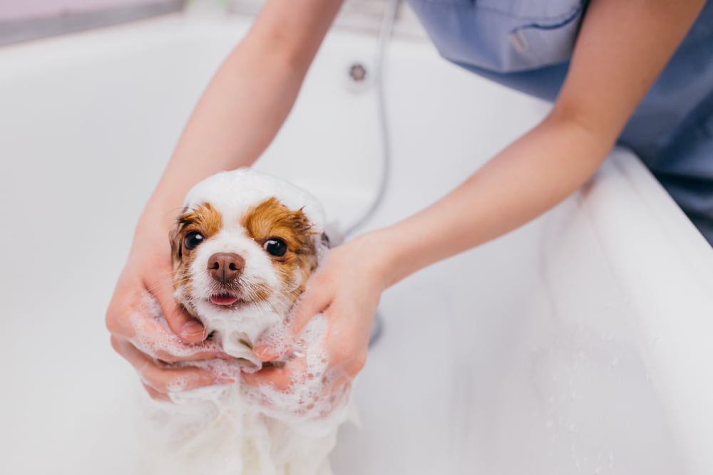 Dicas para dar banho em cachorros filhotes