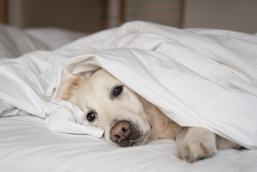 Gripe canina: causas, sintomas e como prevenir