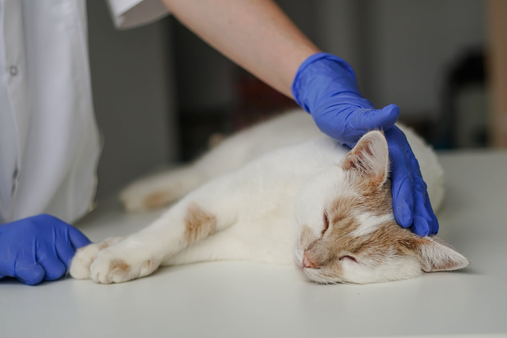 5 sinais de que o gato está com dor