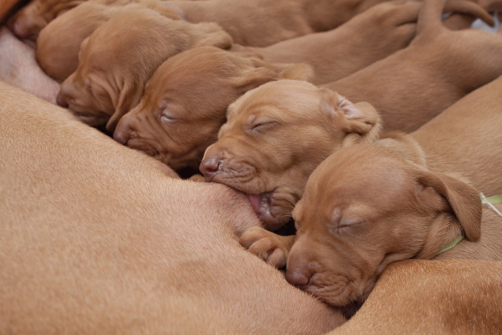 Dicas de cuidados com cachorros filhotes