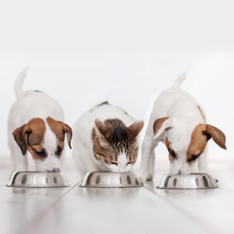 Pets se alimentando.