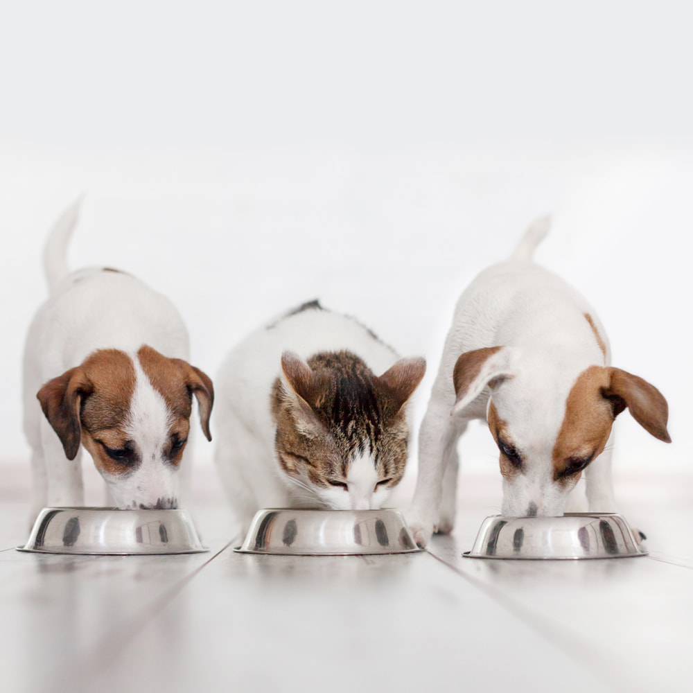 Ração para pets: como escolher?