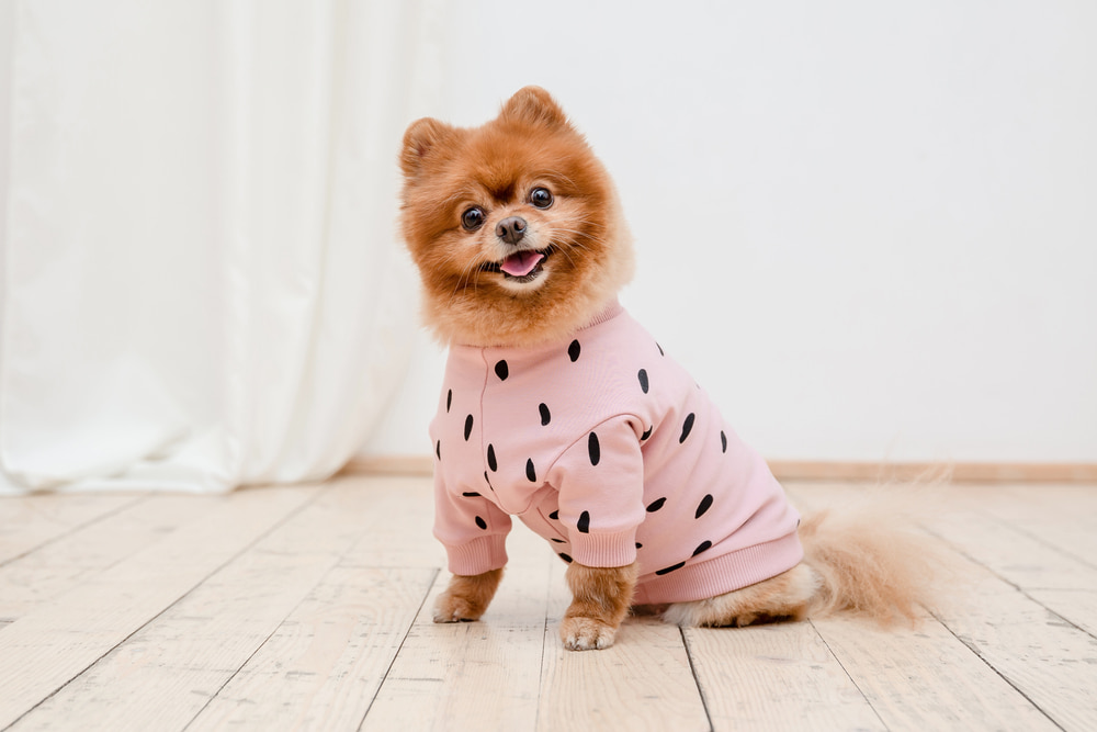 Tudo sobre roupinhas para pets