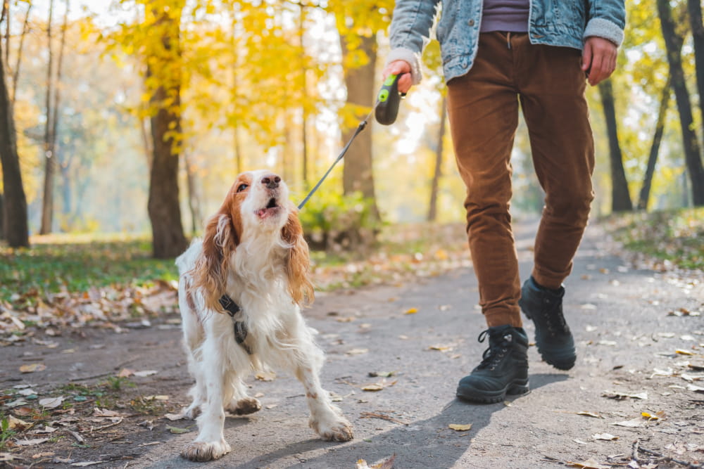 Dicas para seu cachorro não latir durante o passeio