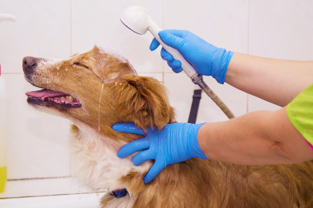 Pré-banho: o que é e como é realizado em pet shops