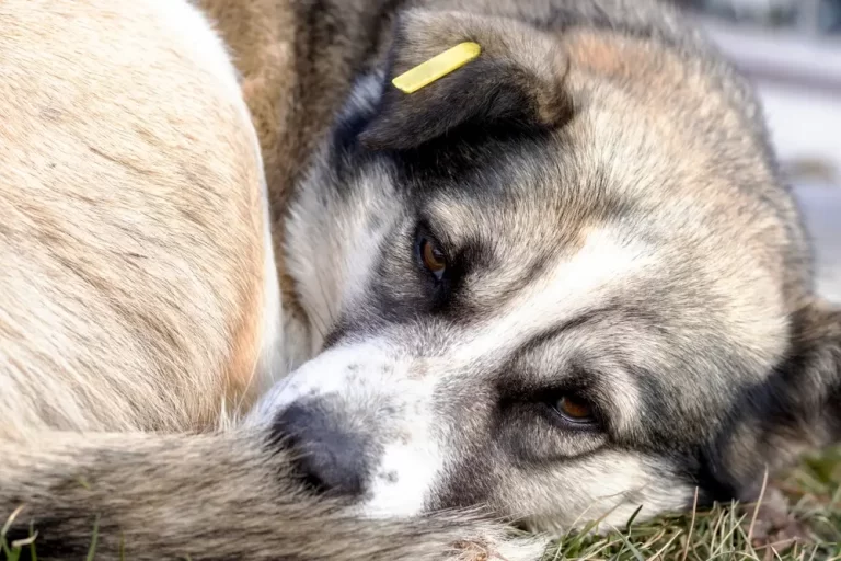 cachorro doente por conta de intoxicação alimentar