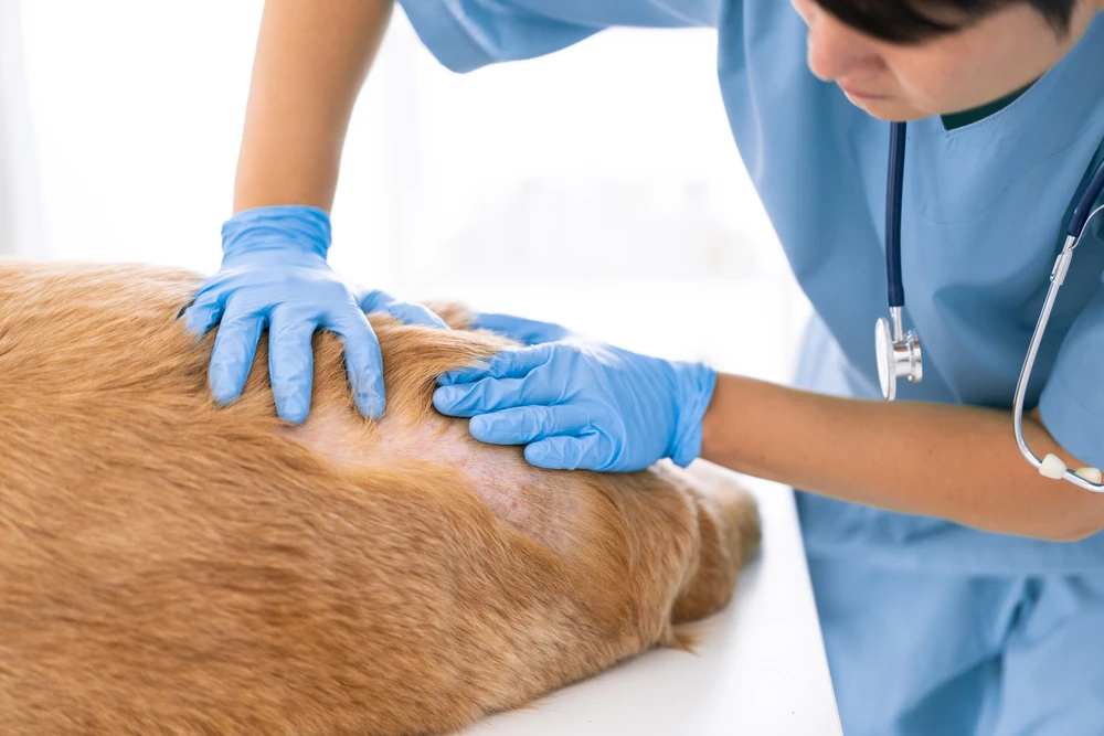 Dermatite canina: o que é e como tratar?