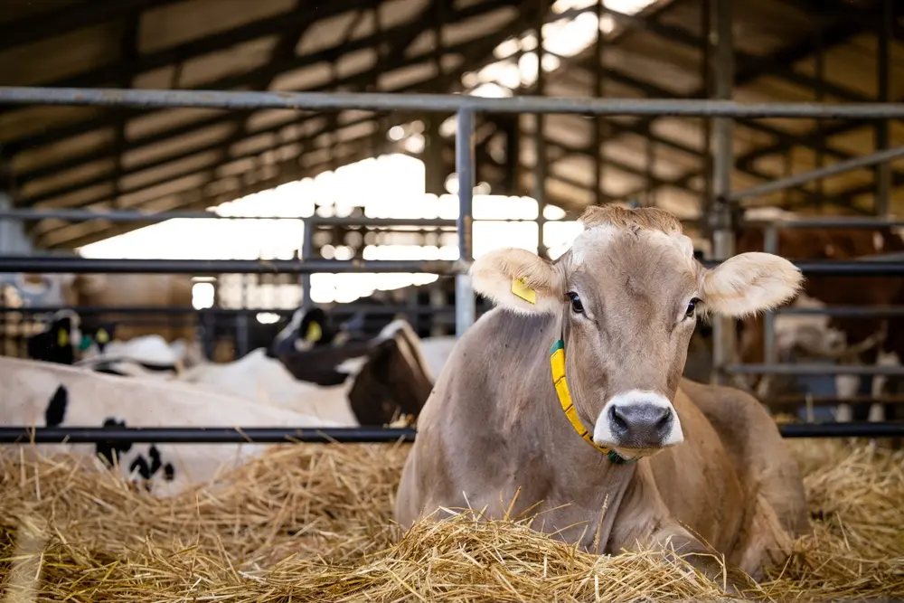 Qual o tratamento para babesiose bovina?