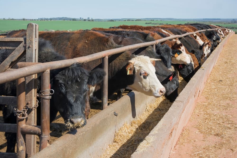 A importância da suplementação para bovinos no inverno