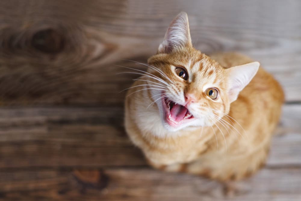 Tudo sobre a Peritonite Infecciosa (PIF) felina