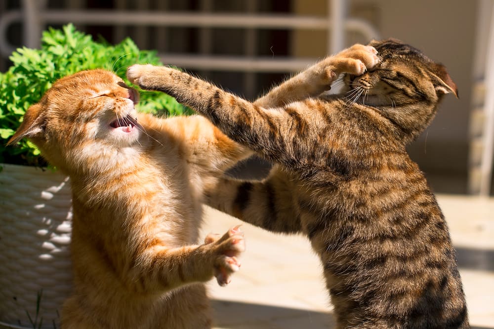 FIV Felina: como é o tratamento da imunodeficiência felina?